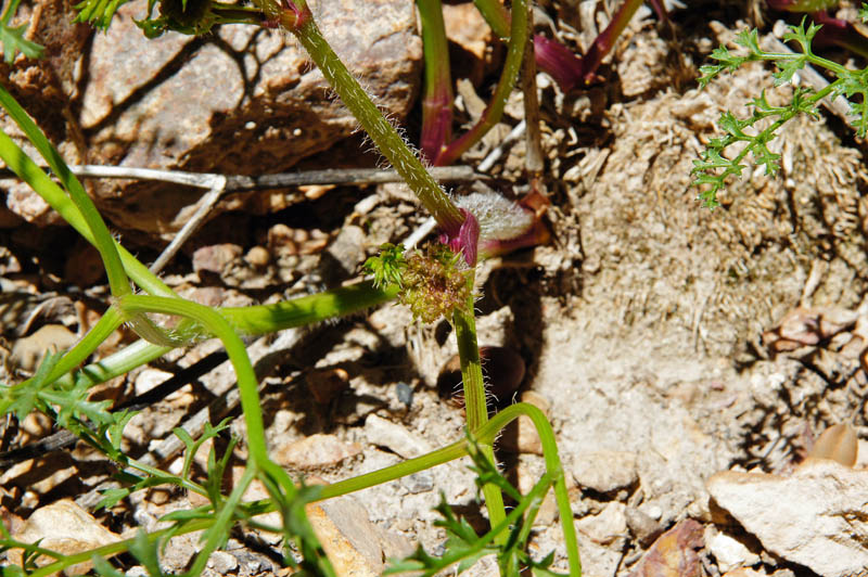 Laserpitium gallicum  / Lasepizio odoroso